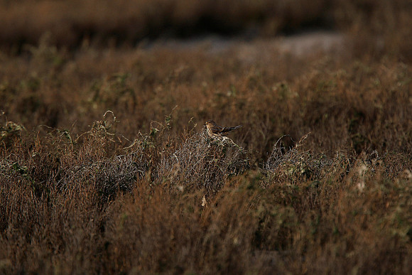 Twite