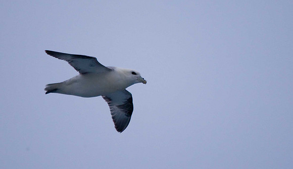 Fulmar