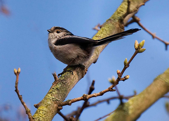 Long-tailed Tit
