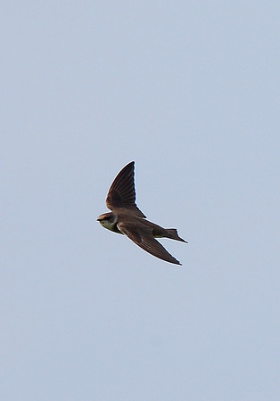 Sand Martin