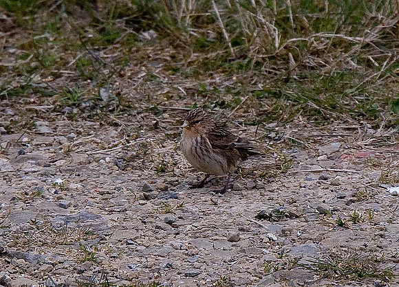 Twite