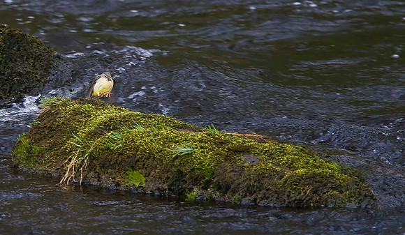 Grey Wagtail
