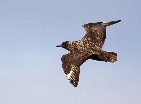 Great Skua
