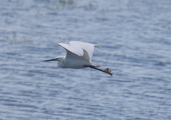 Little Egret