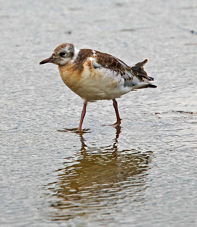 Juvenile Black-headed Gull