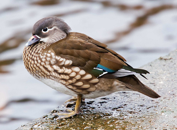 Mandarin Duck female