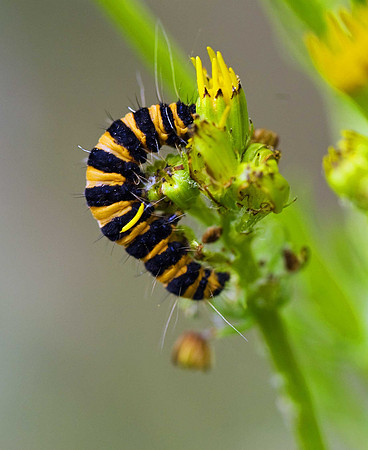 Cinnabar moth