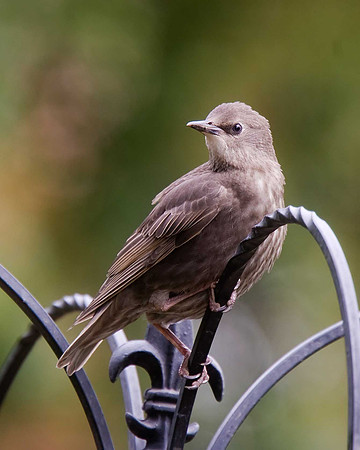 Starling