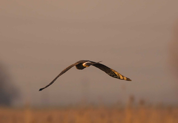 Hen Harrier