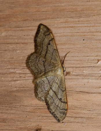Riband wave - non banded form:  idaea aversata ab. remutata