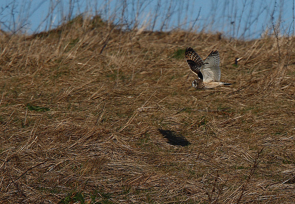 Short-eared Owl