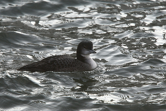 Great Northern Diver