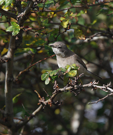 Siberian Lesser Whitethroat
