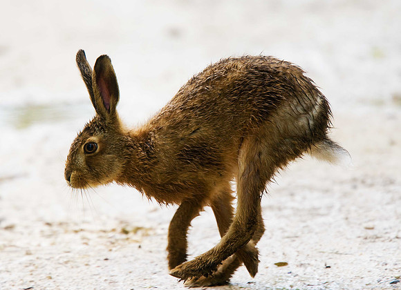 Leveret
