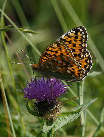 Dark Green Fritillary