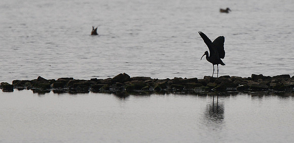 Glossy Ibis