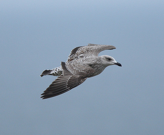 Herring Gull