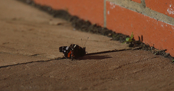 Red Admiral