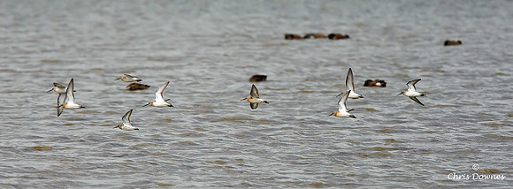 Curlew Sandpiper