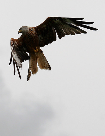 Red Kite