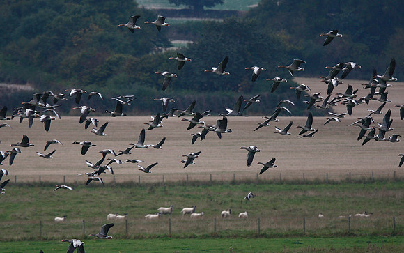 Common Crane