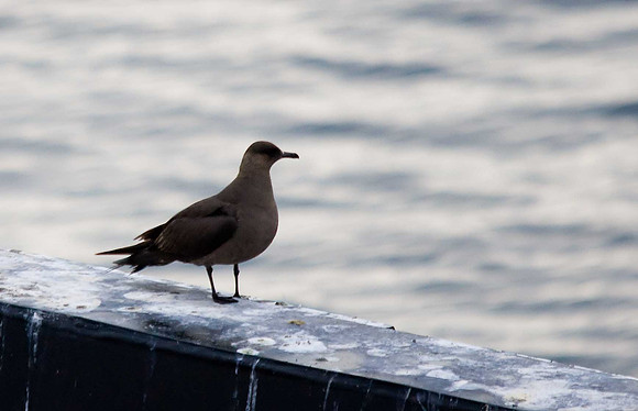 Arctic Skua
