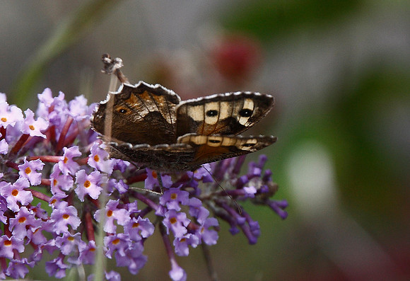 Grayling