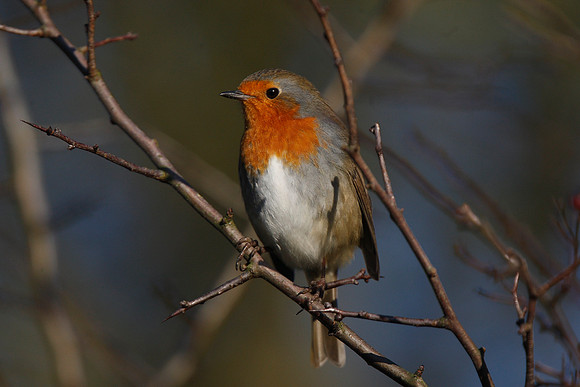 Robin