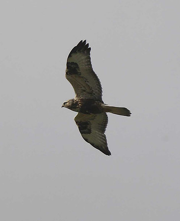 Rough-legged Buzzard