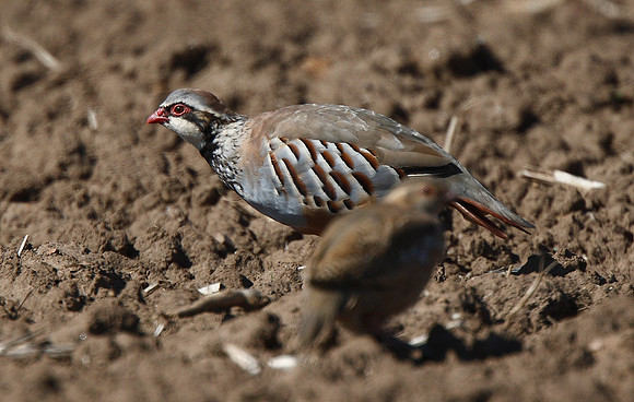 Red-legged Partridge