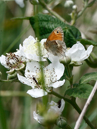 Meadow Brown