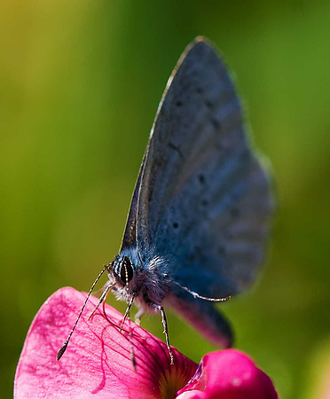 Holly Blue