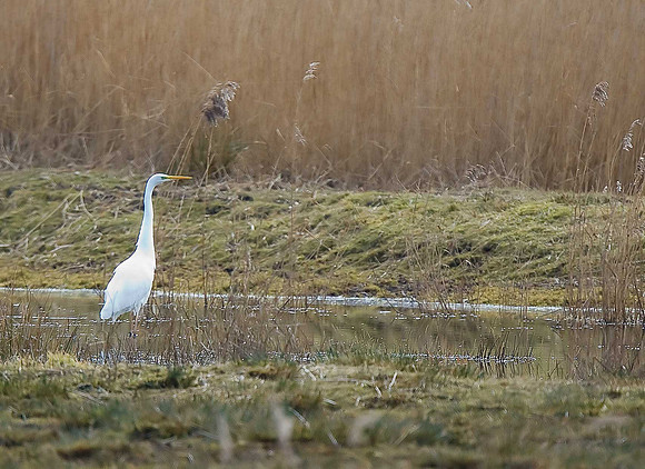 Great White Egret