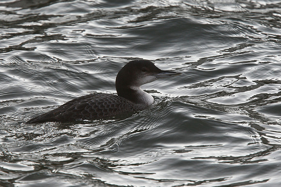 Great Northern Diver