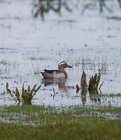 Garganey