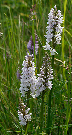 Marsh Orchid