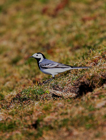 White Wagtail