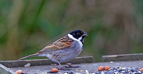Reed Bunting