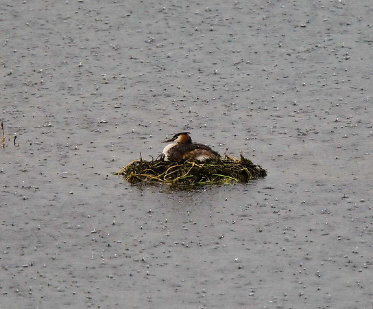 Great Crested Grebe