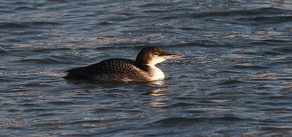 Great Northern Diver