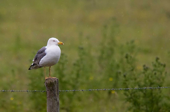 Lesser Black-backed Gull
