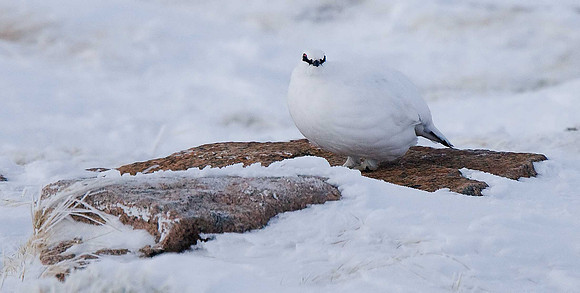 Ptarmigan