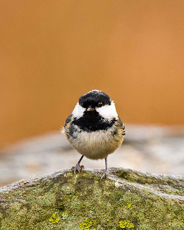 Coal Tit