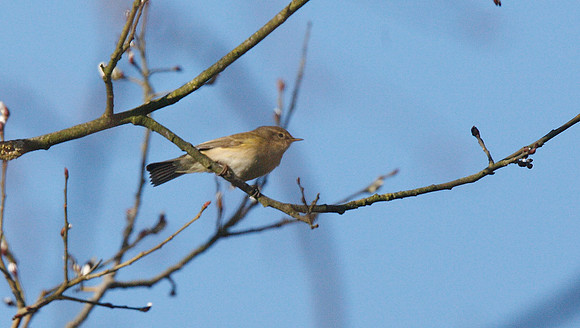 Willow Warbler