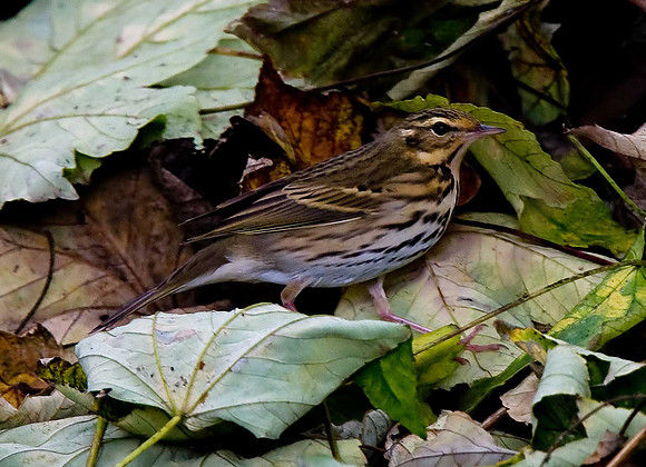 Olive-backed Pipit