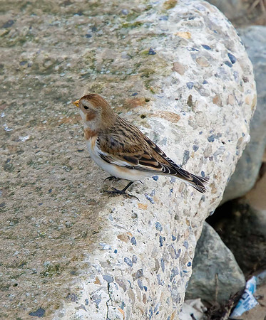 Snow Bunting