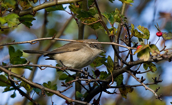 Siberian Lesser Whitethroat