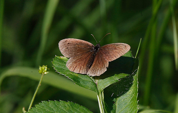 Ringlet