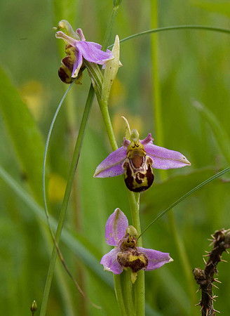 Bee Orchid WQ