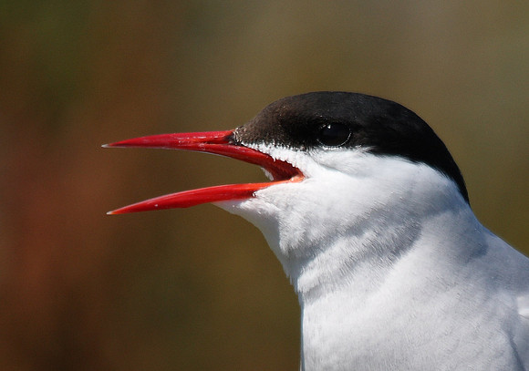 Arctic Tern